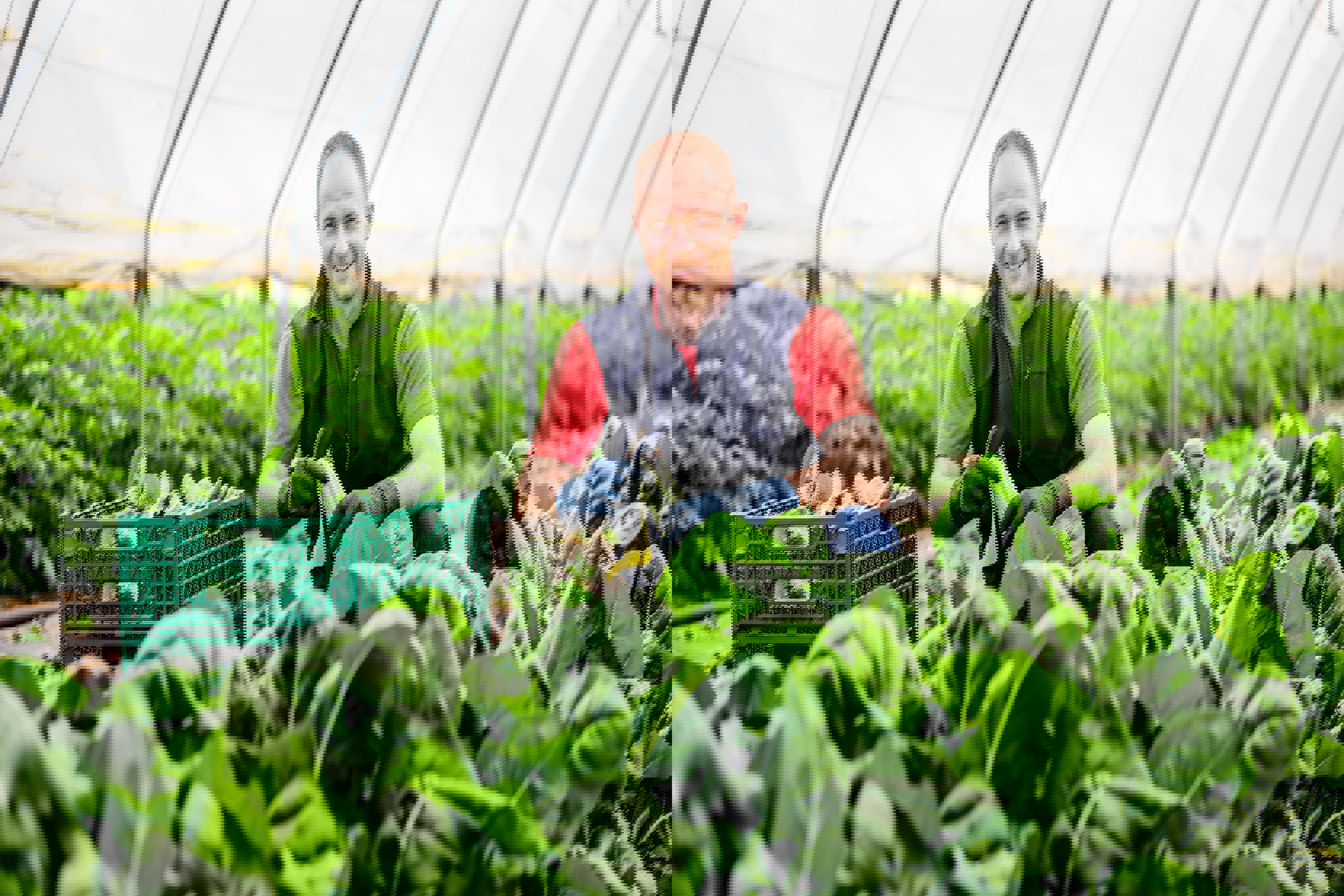greenhouse-grower-inside-web