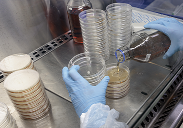 Laboratory technician preparing microbial culture plates and dispensing media as part of a preservative efficacy test in a controlled environment.