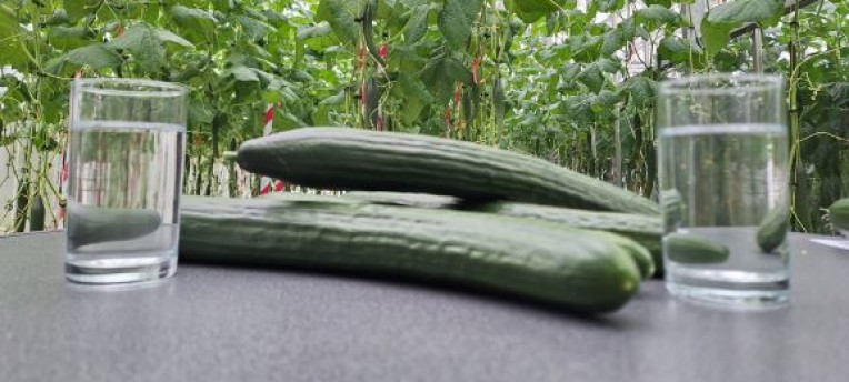 circular-fertilizers-for-greenhouse-horticulture