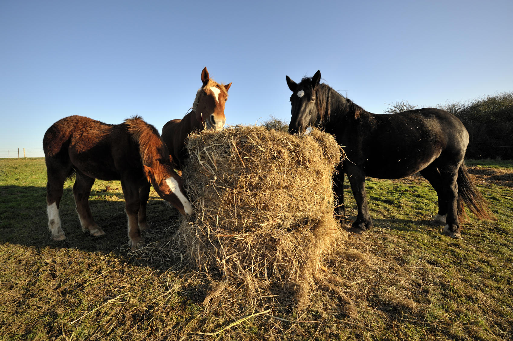 three-horses-eating-hay_1699x1130px