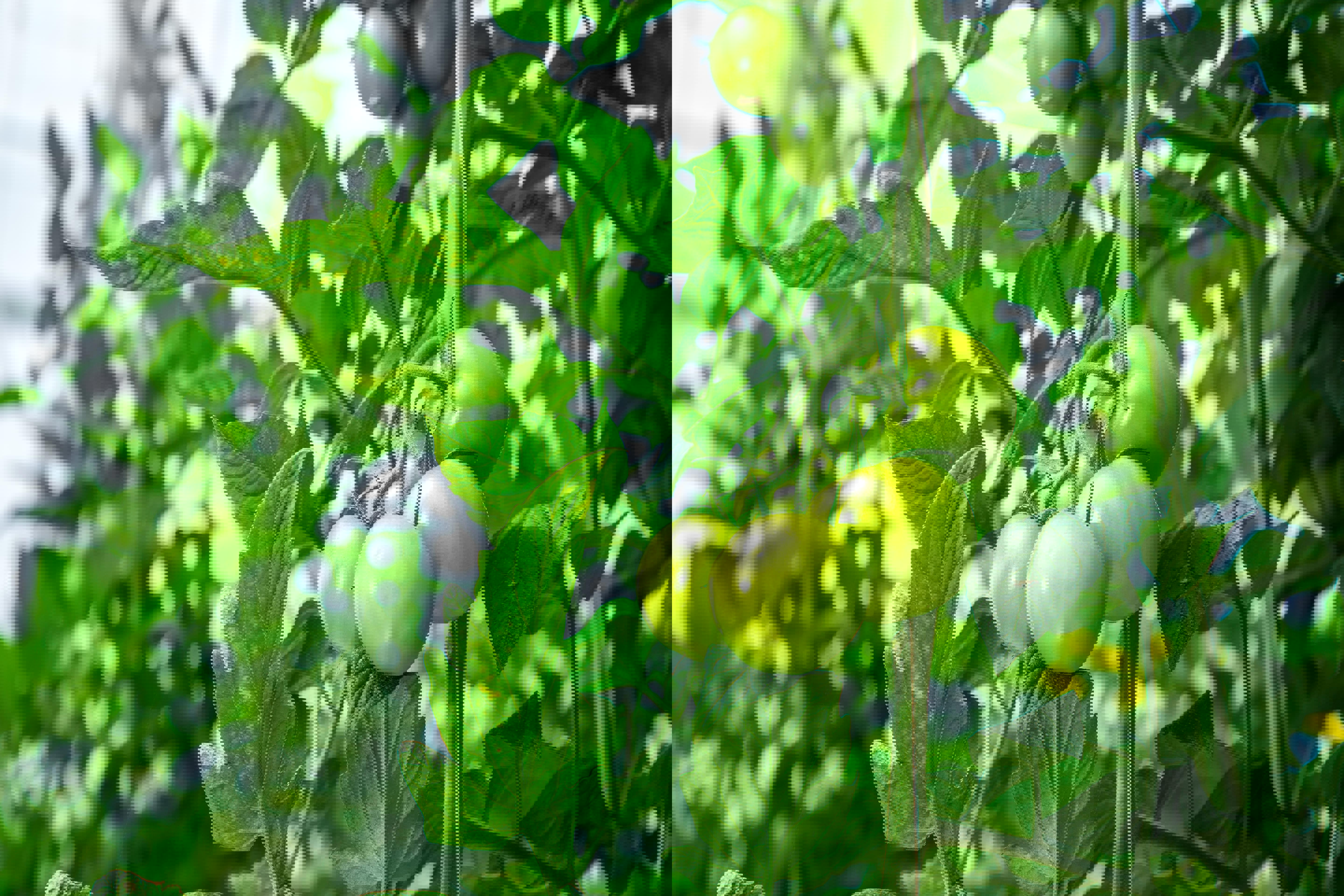 tomaat_top_van_plant-min