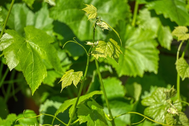 vine-shoot