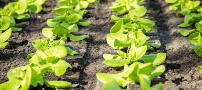 greenhouse-soil-2