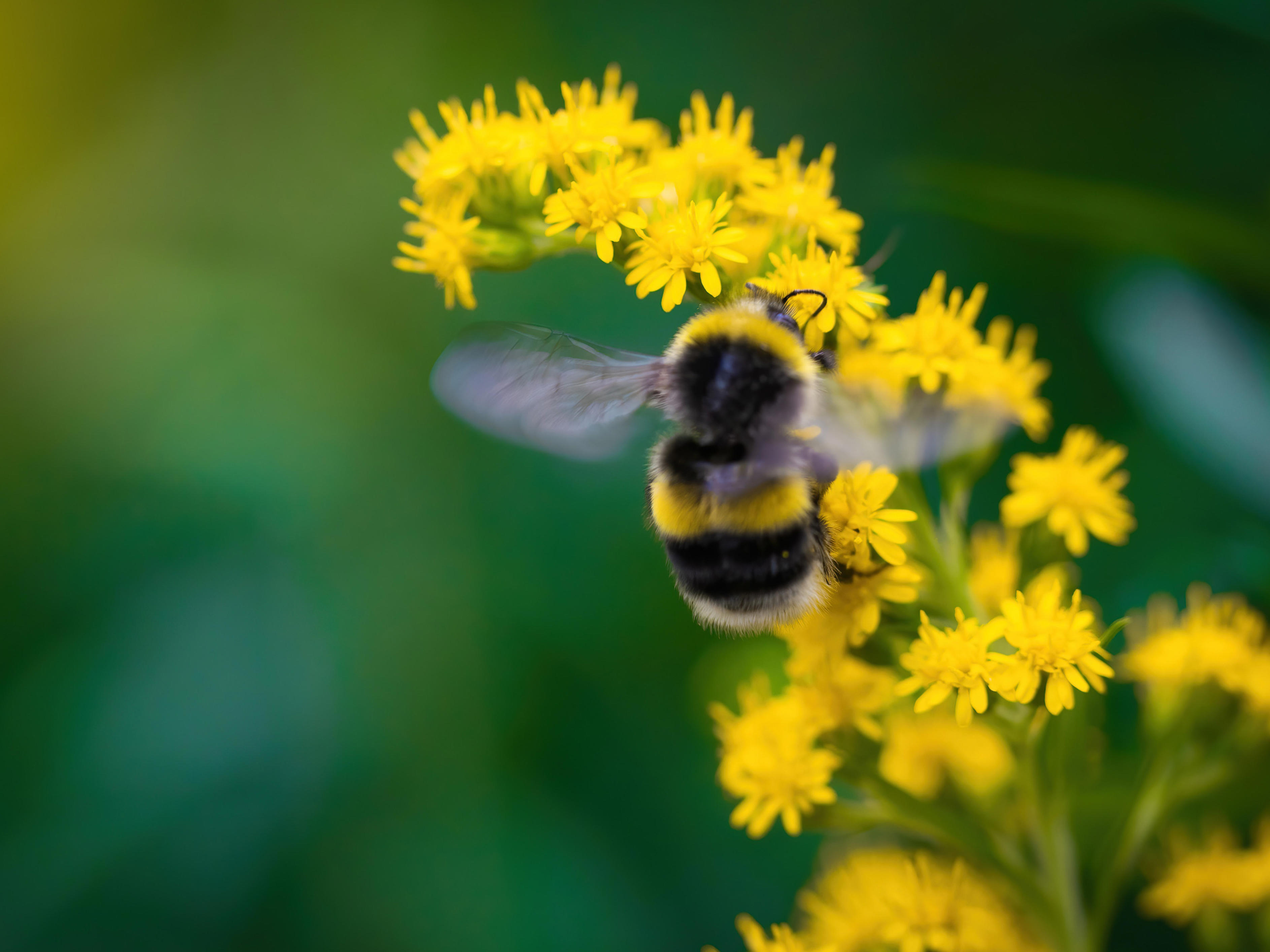 4by3_bee-on-flower