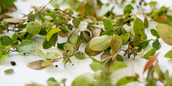 plant_takjes_smal