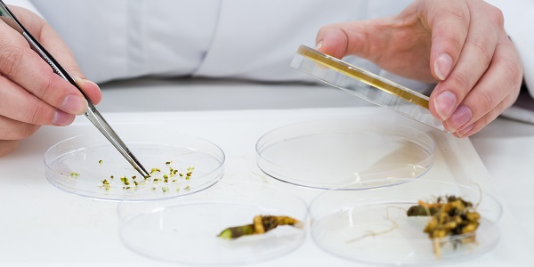 plant_pathology_1_-_l