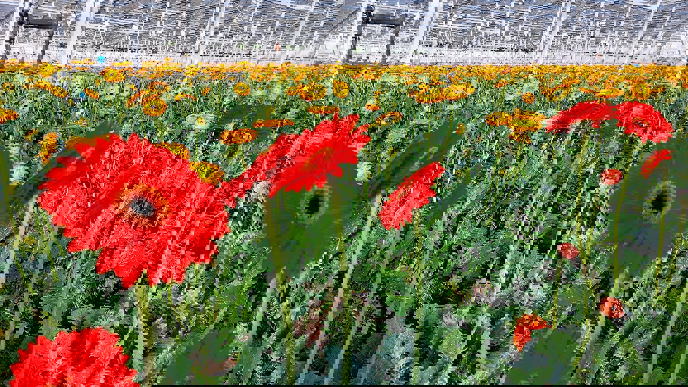 golden-daisy-red-and-orange-web