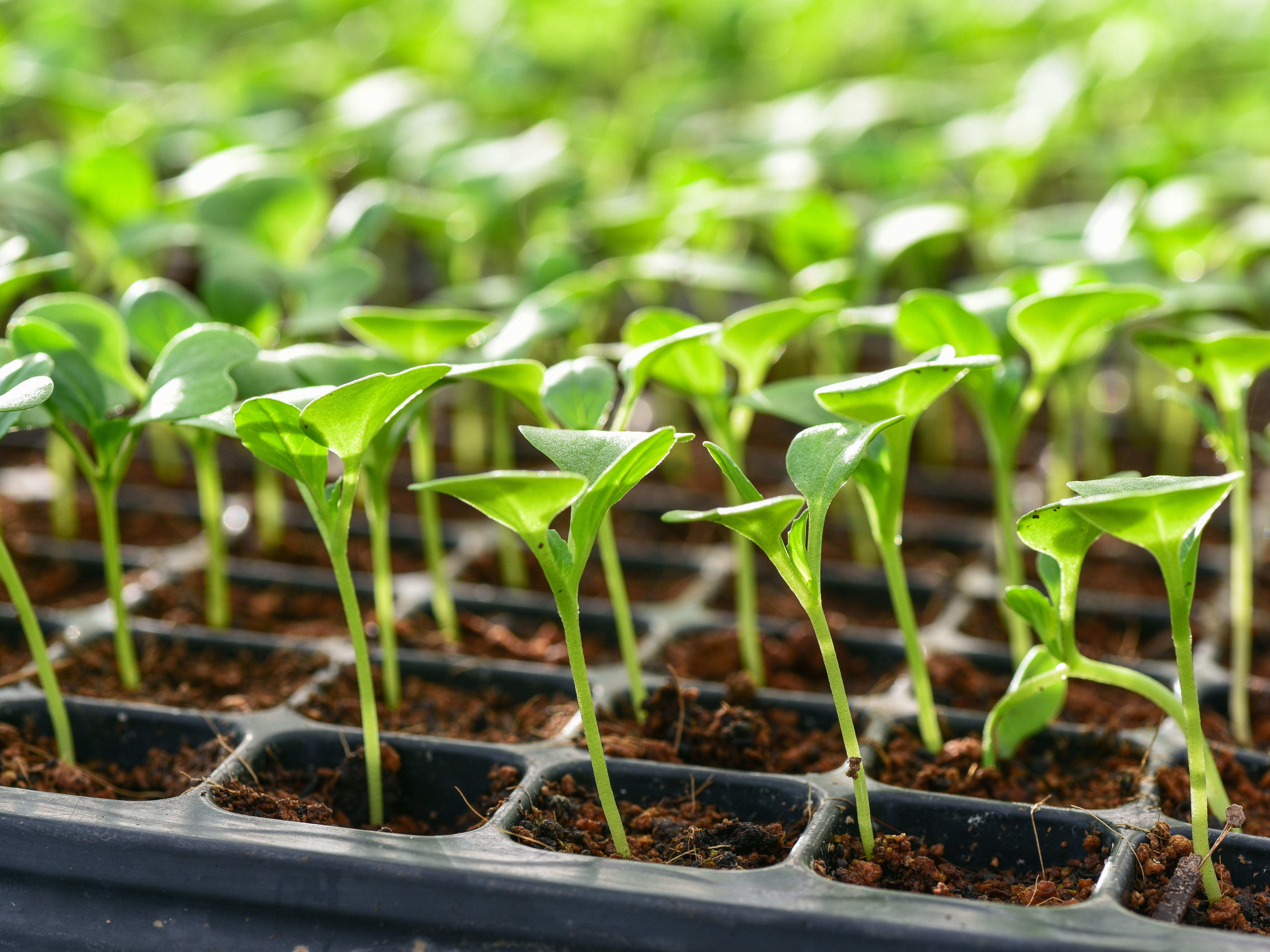 4by3_small-seedlings-of-lettuce-in-cultivation-tray-xxl_6016x4016px