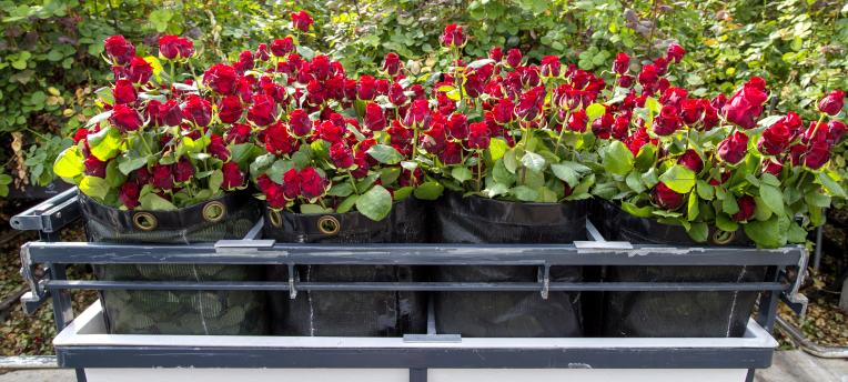 a-beautiful-rose-for-valentiners-day-starts-with-the-soil