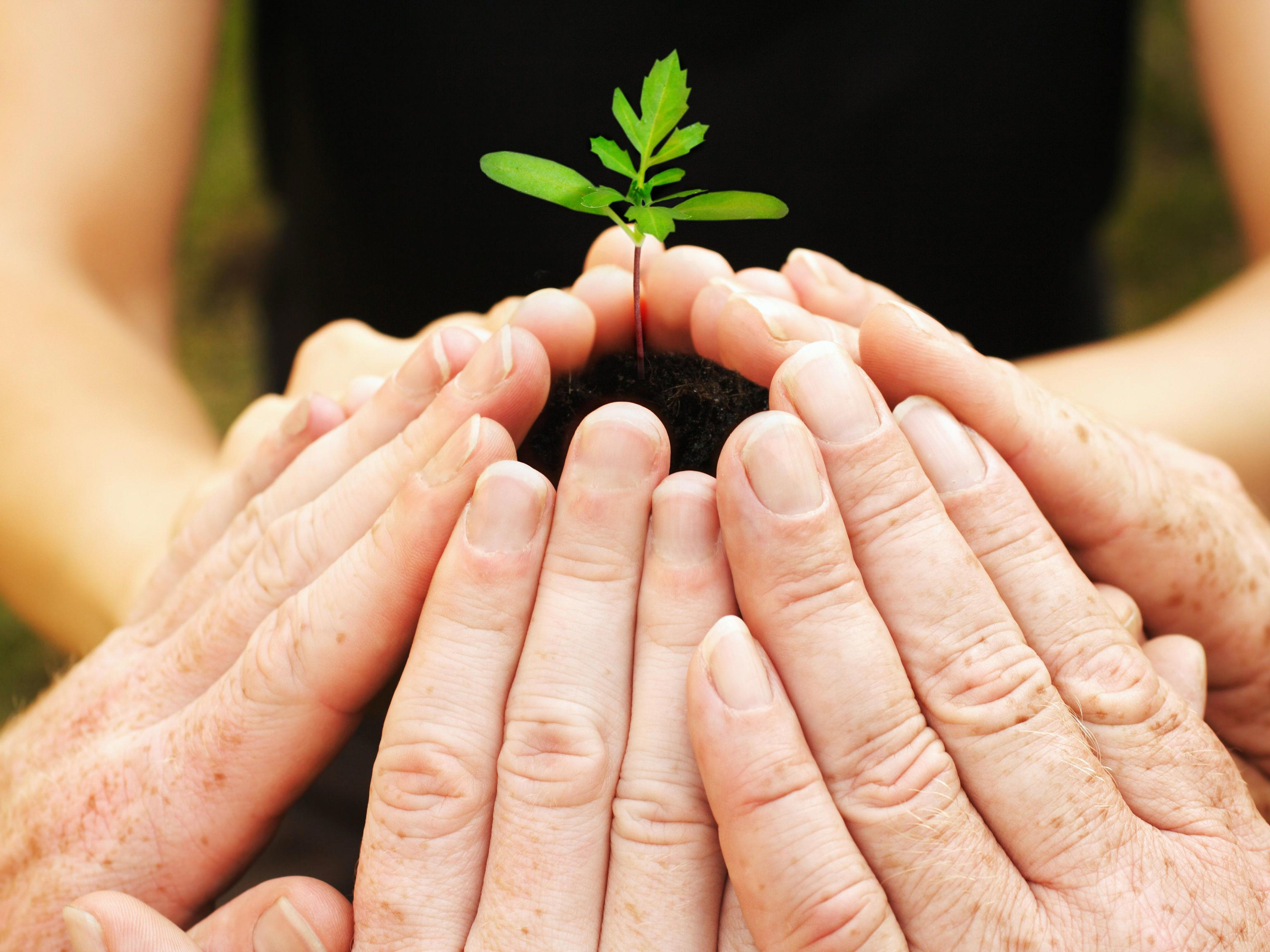 4by3_six-hands-around-a-small-seedling-xl_5184x3456px