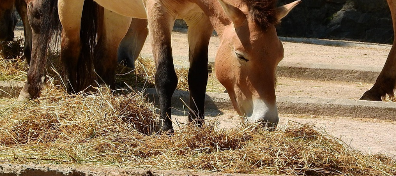 horses-eating800x357