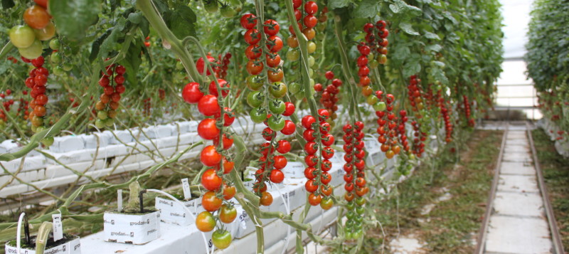 crop-tomato-strings-greenhouse800x357