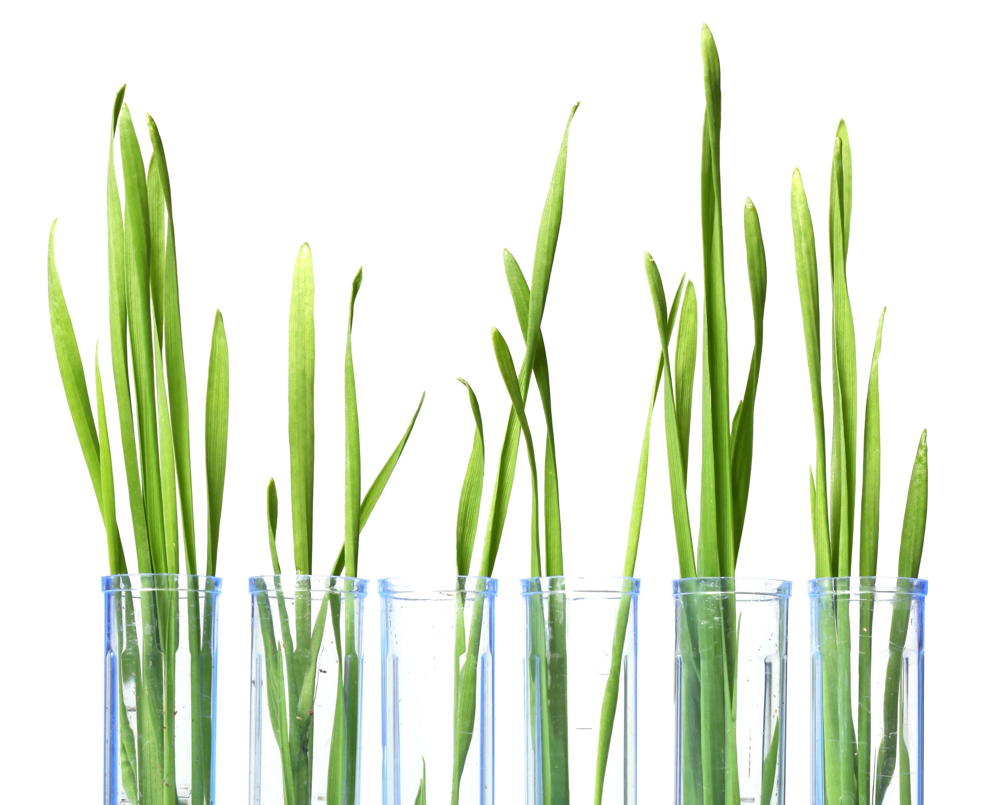 5by4_grass-growing-in-test-tubes-xxl_3744x5616px_1