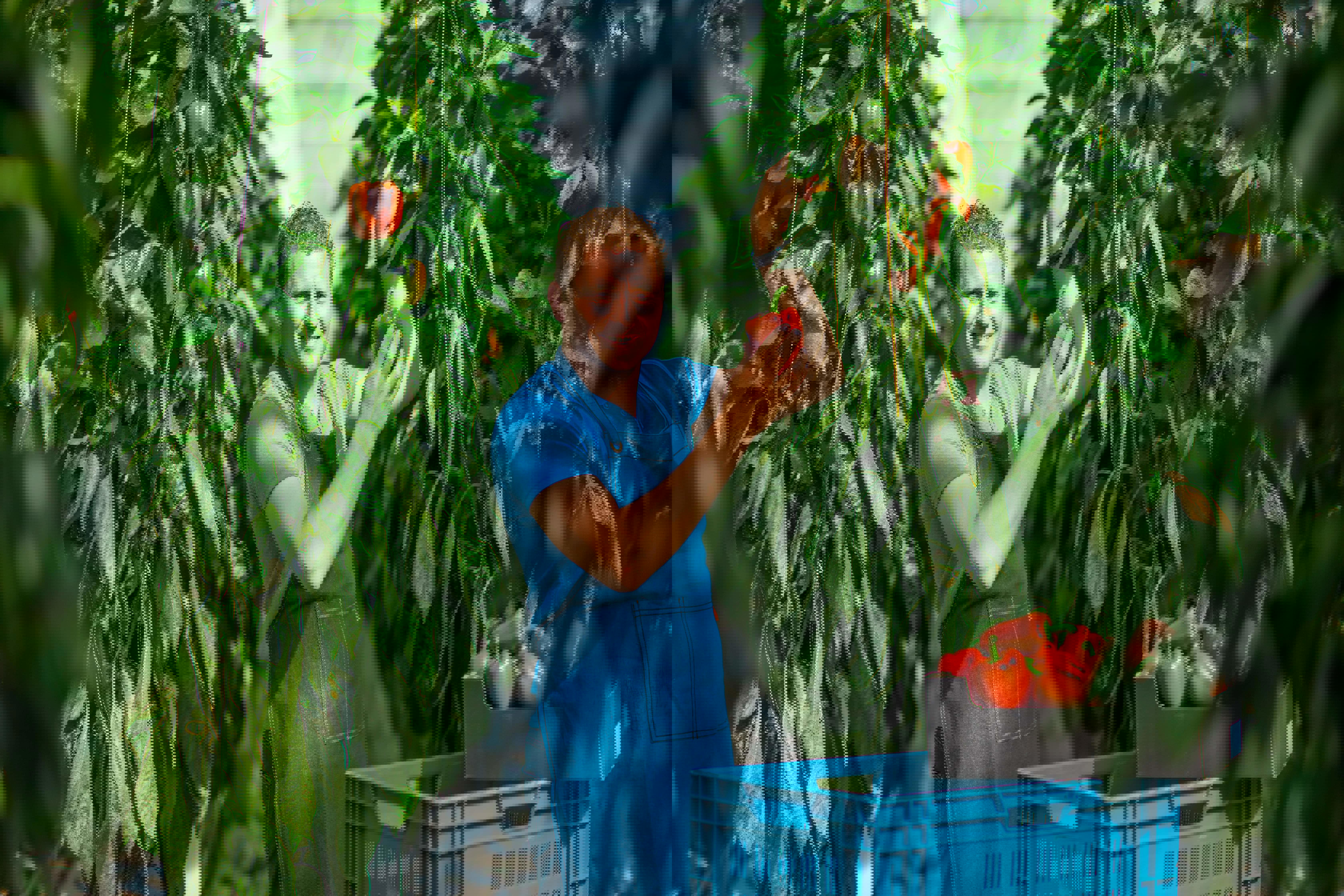 greenhouse-grower-web