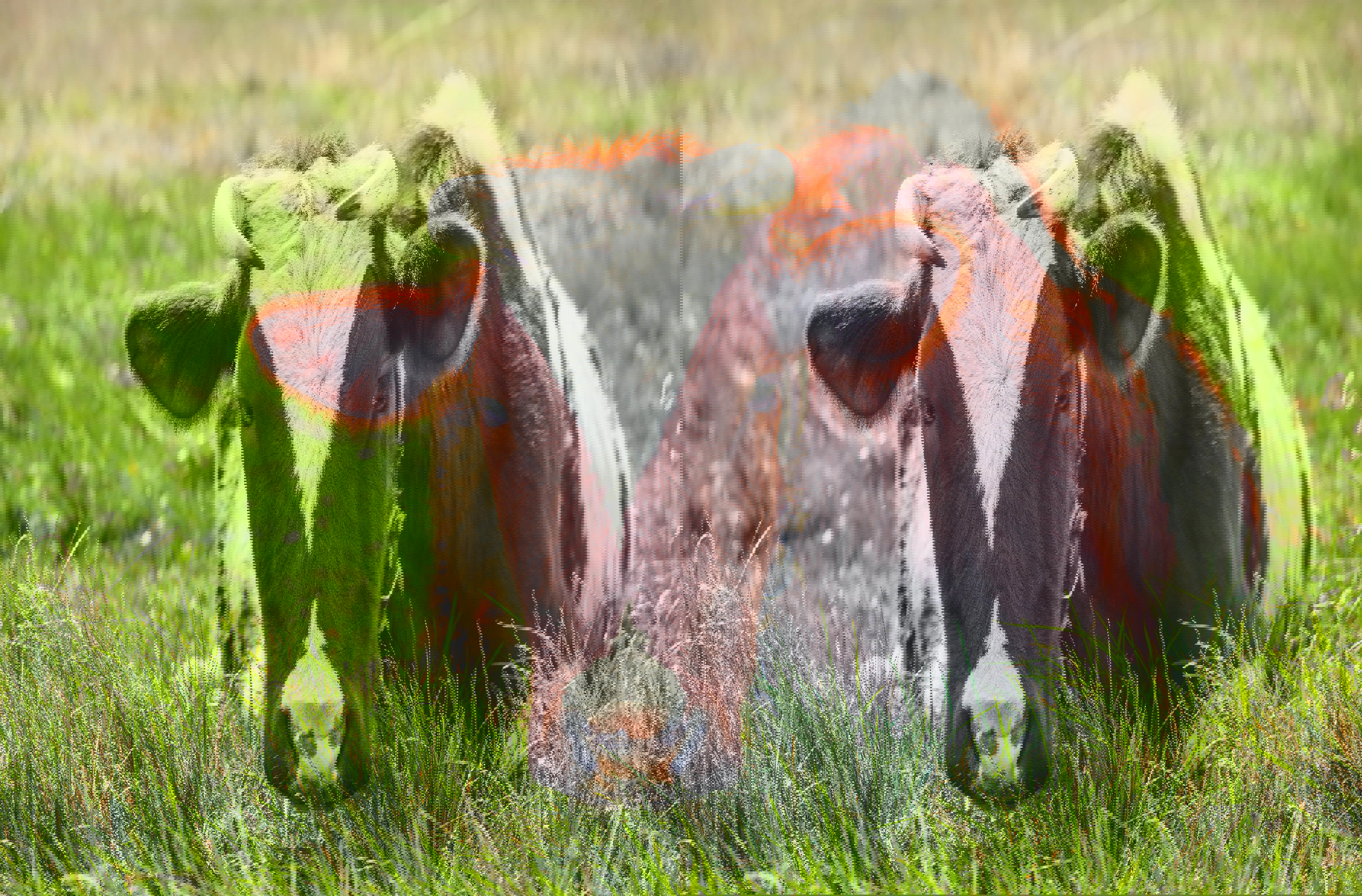 a-young-cow-grazing-in-a-meadow-middle-up-isolated-on-a-green-background_web