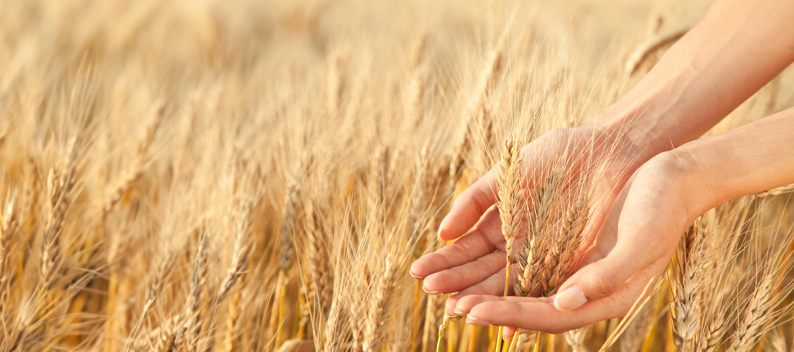 wheat-stems_1698x1131px