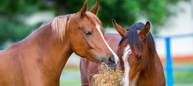 Two horses eating hay