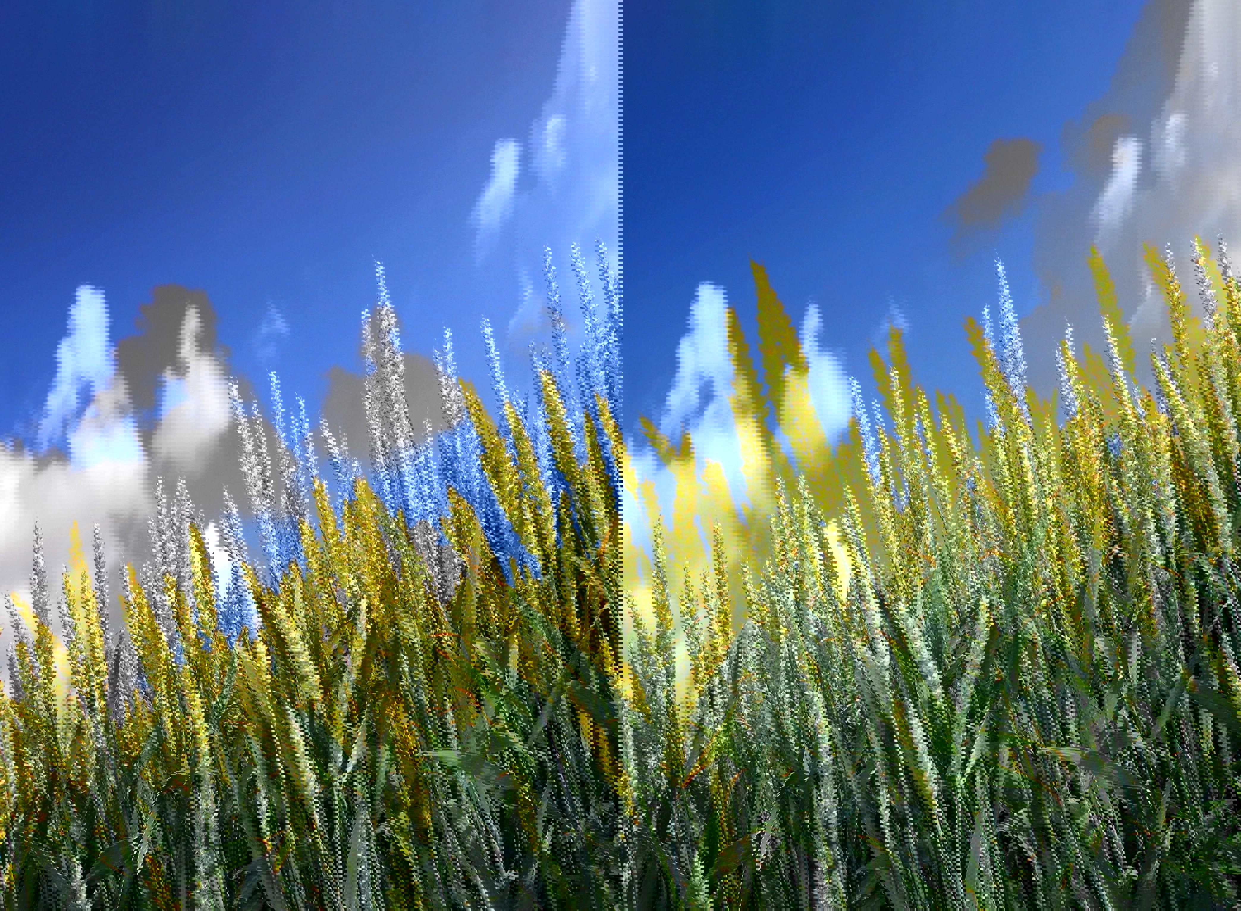 agro-wheat-summer-sky