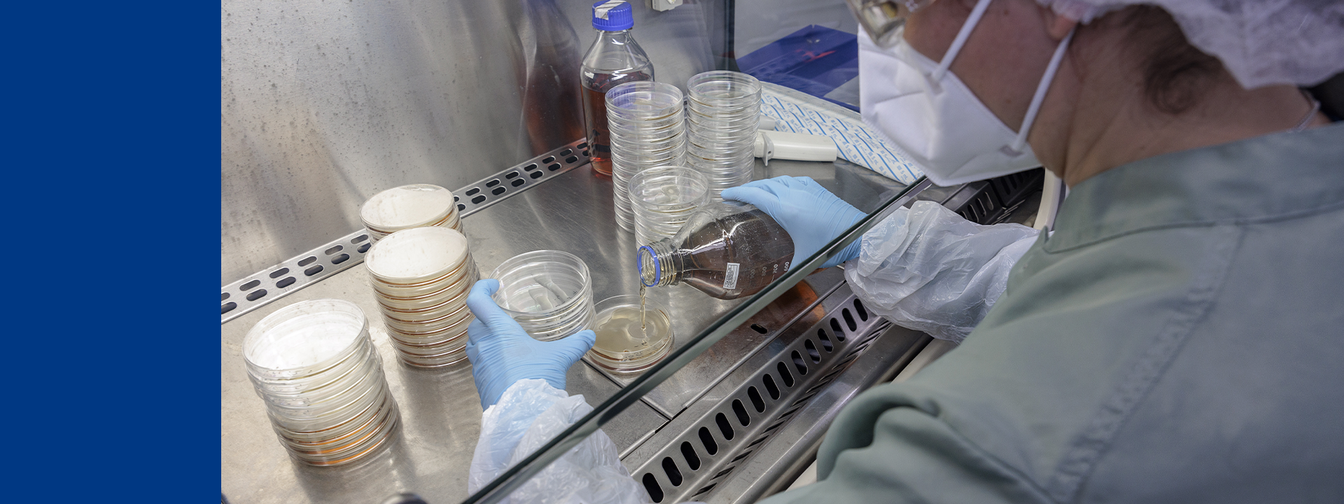 Laboratory technician preparing and examining microbial culture plates for non‑sterile product testing inside a controlled workspace