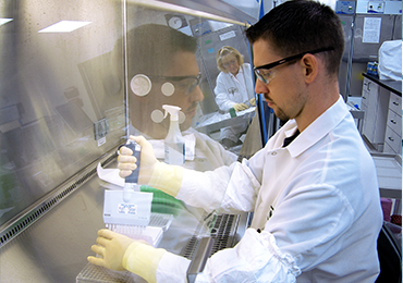 Laboratory staff performing a cell-based assay inside a biosafety cabinet, using pipettes and sterile equipment.