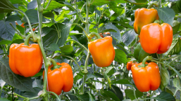 differences-in-microbiome-may-be-the-cause-of-pepper-plant-wilting