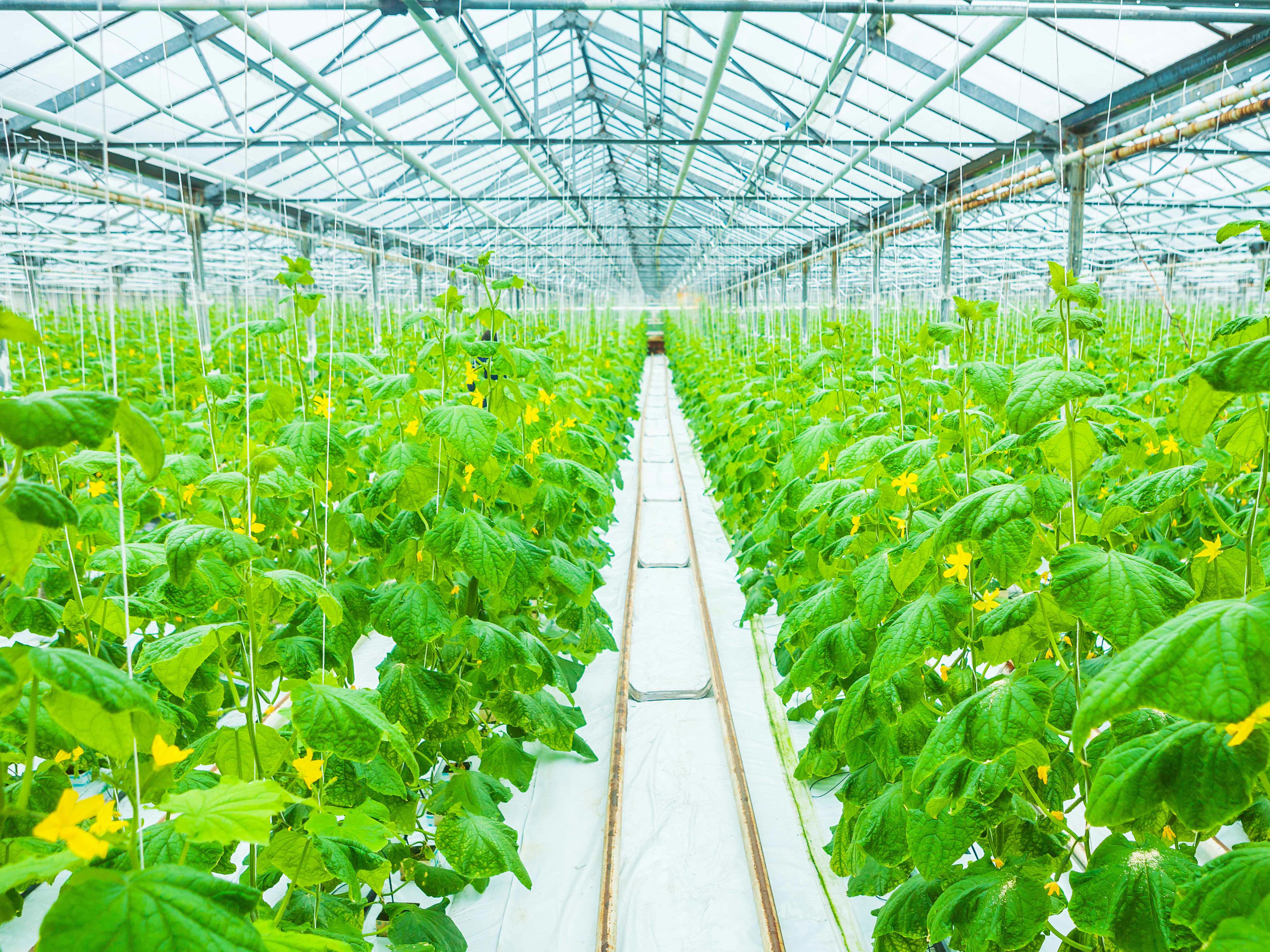4by3_growing-of-cucumber-in-greenhouse-xl_6552x4368px