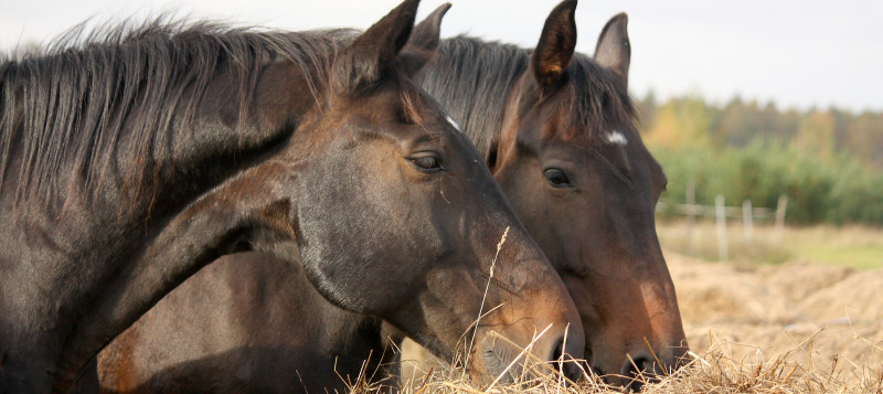 two horses eating forage outside