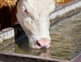 livestock-water-check-2