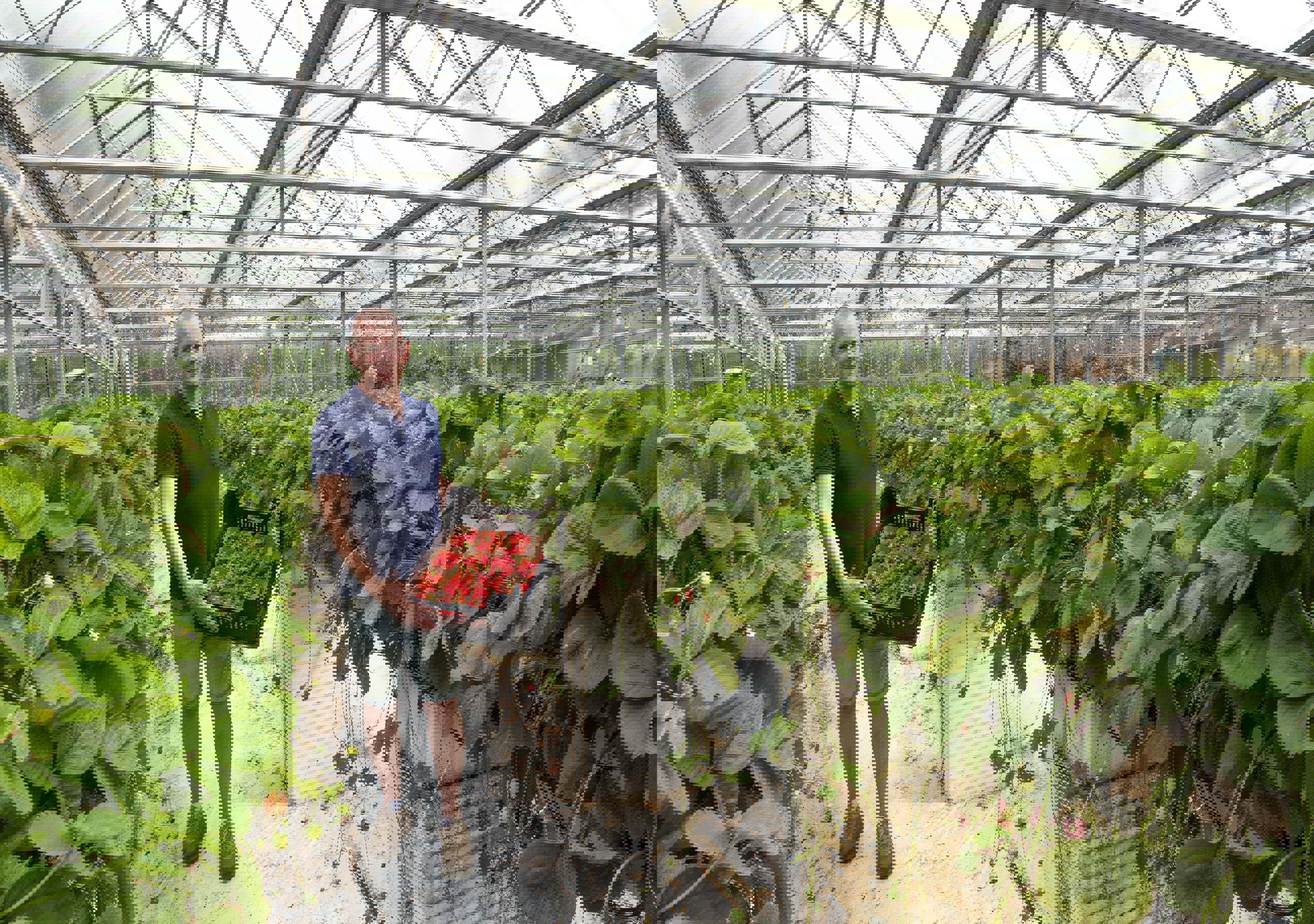 tomoto-grower-greenhouse-inside-web