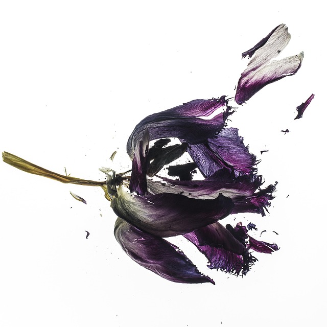 tulip-dry