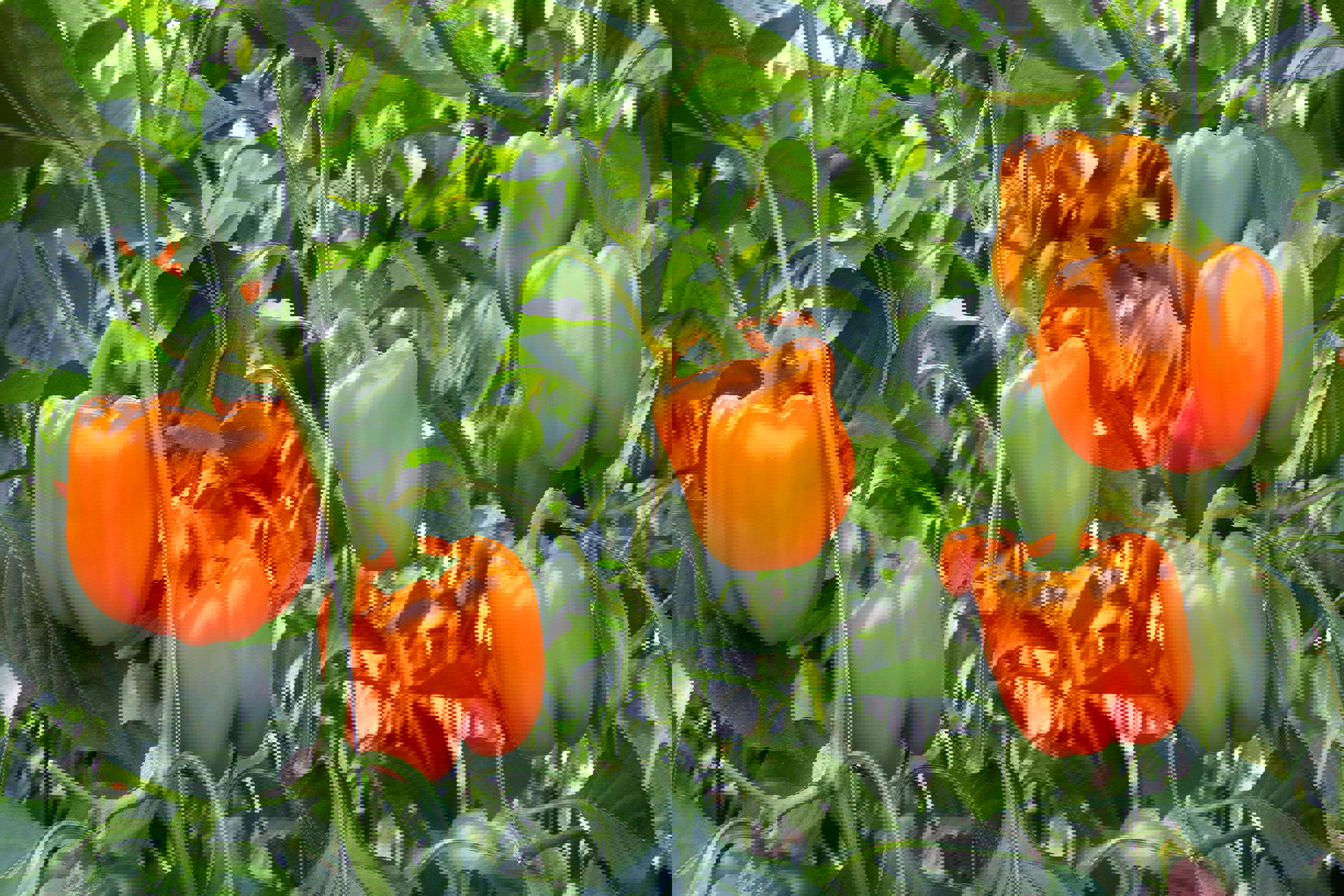 agro-orange-paprika-main-page