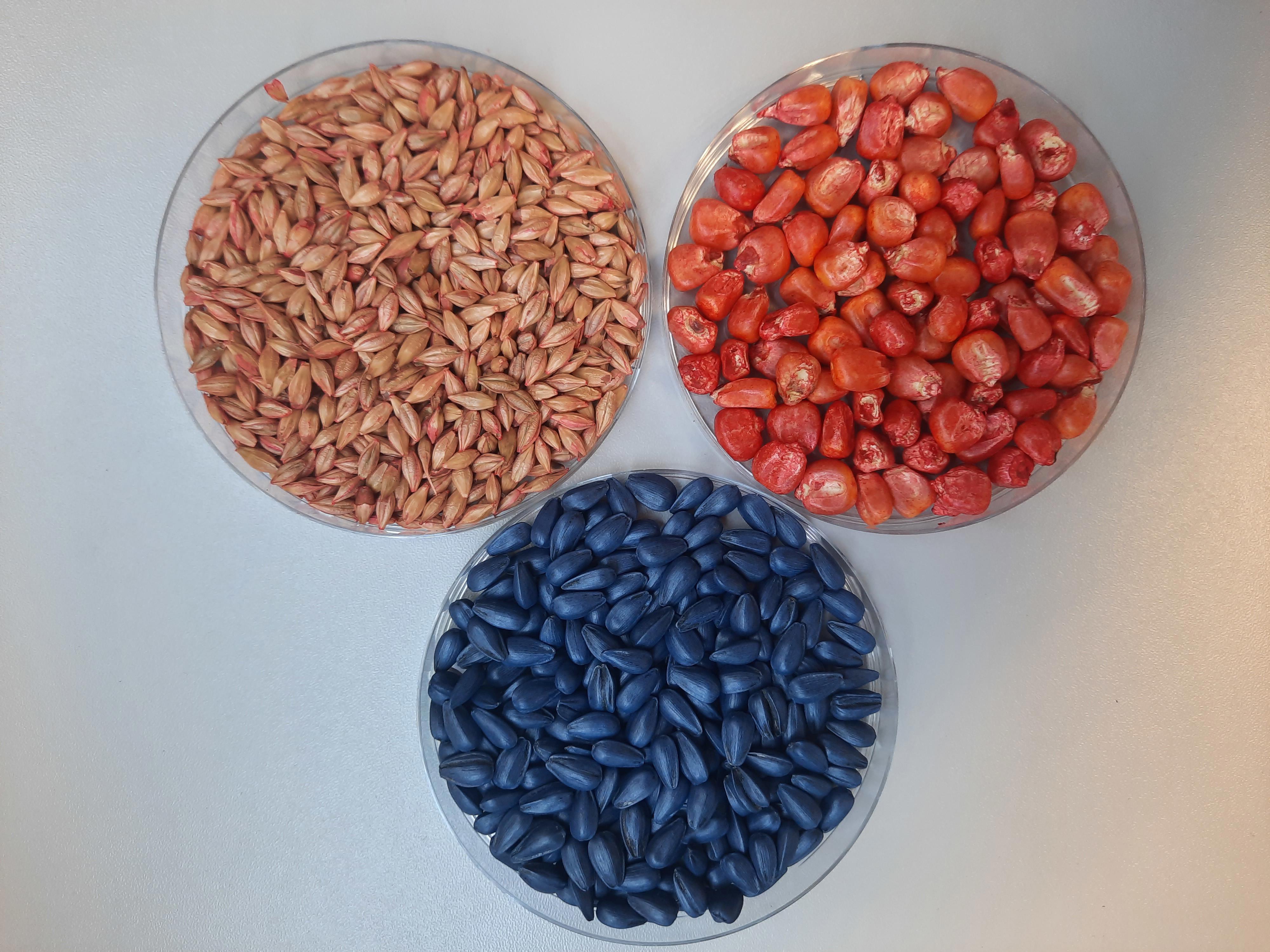 treated-seed-loading