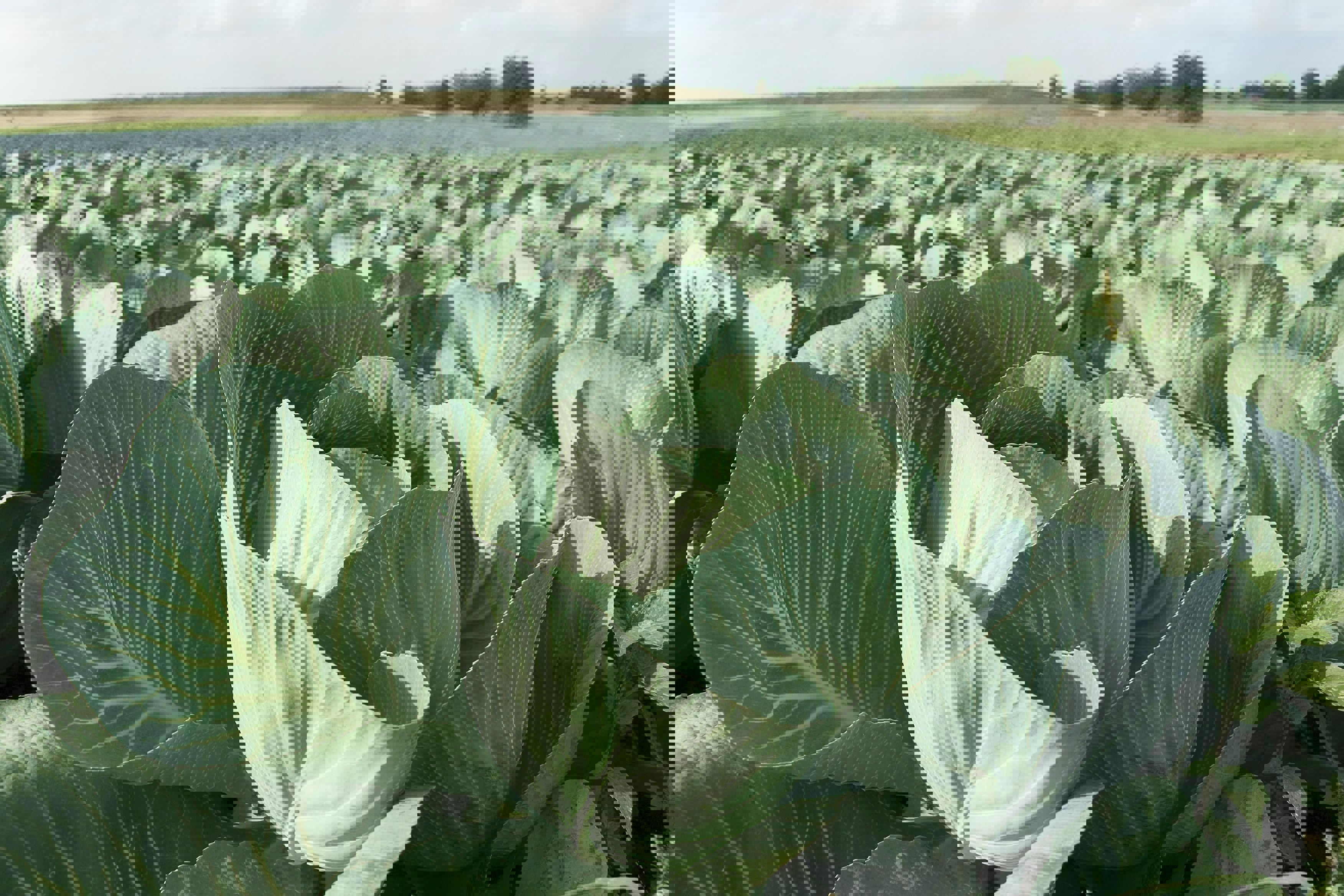 cabbage-web