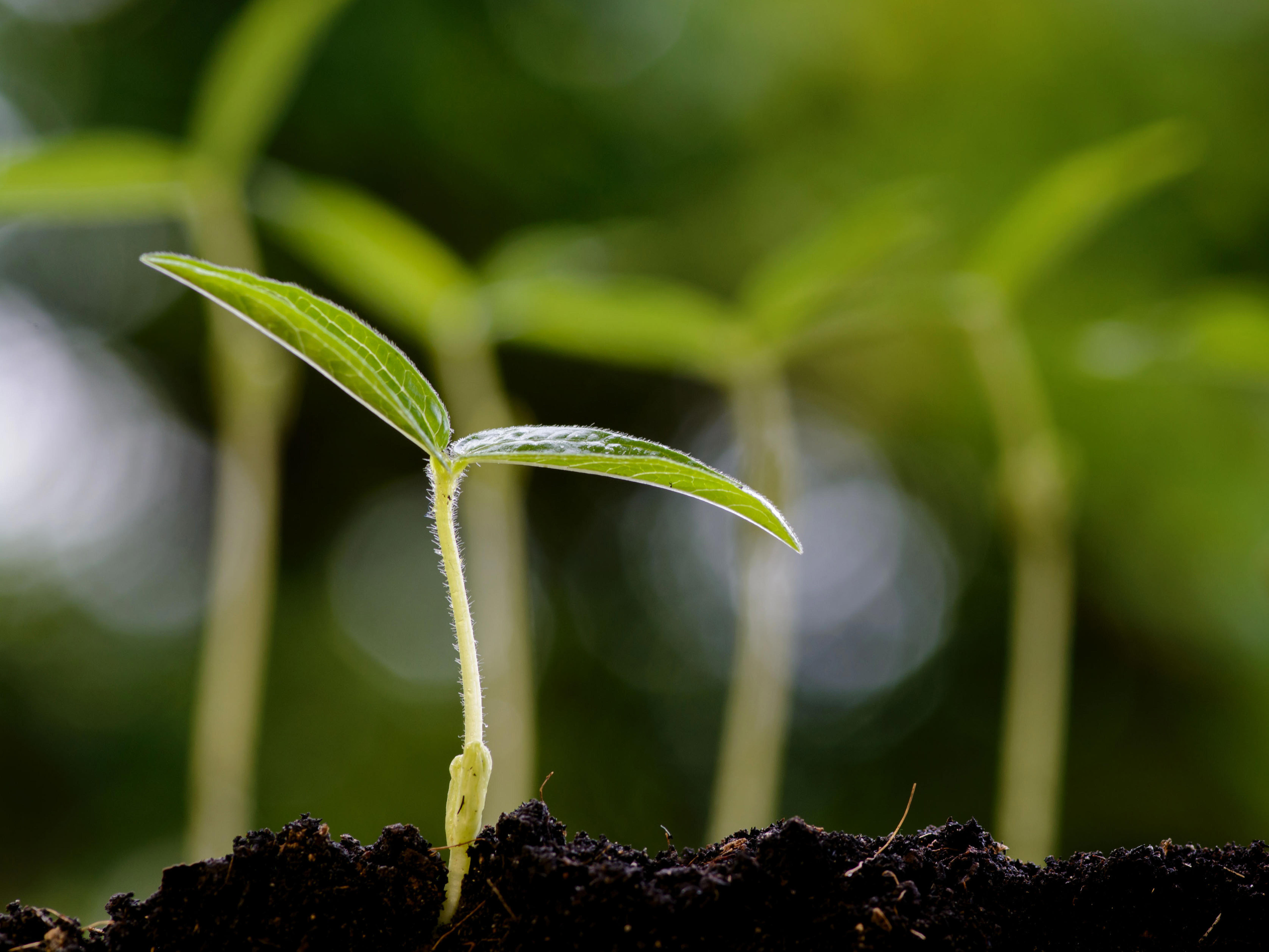 4by3_close-up-young-green-gram-seedling-growing-on-fertile-soil-xl_6000x4000px