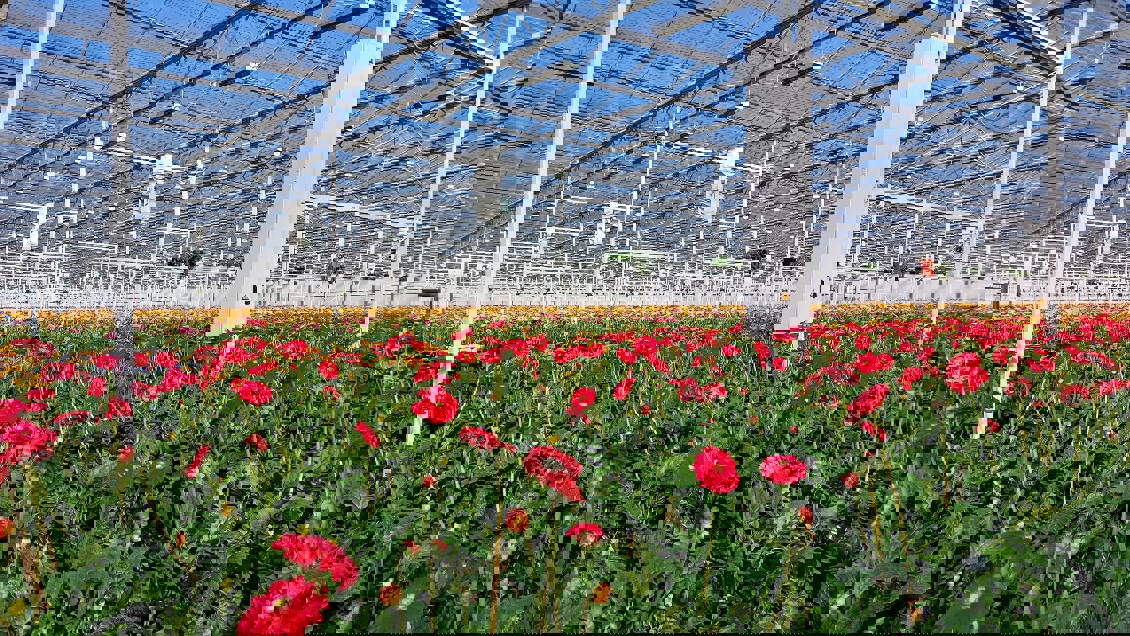 golden-daisy-web-red