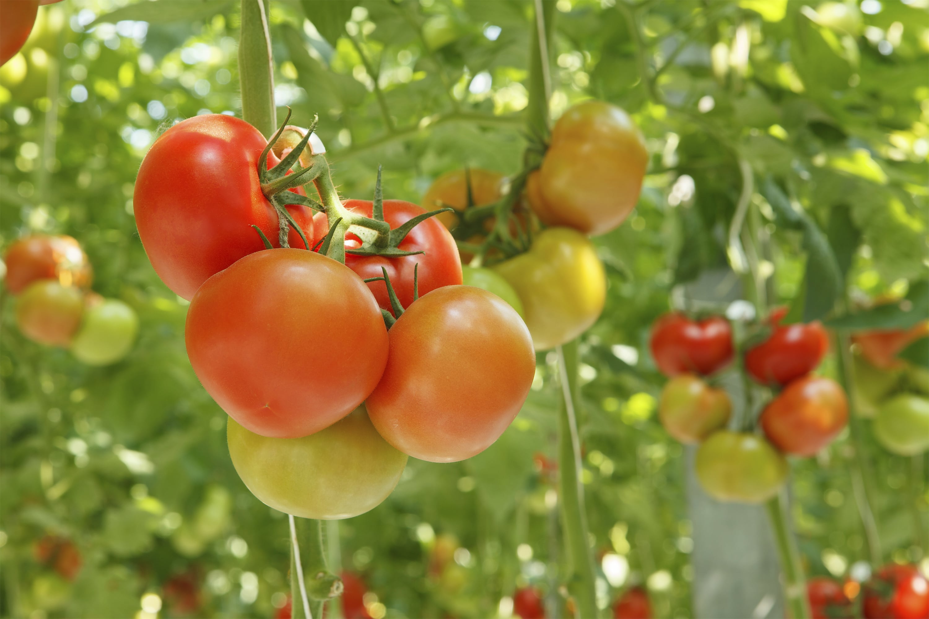 tomaten-hoofdfoto-min