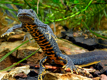 great-crested-newt (1)
