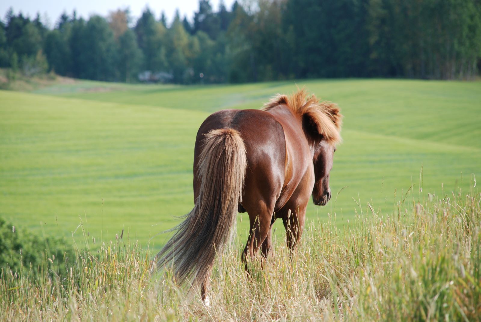 roed-hest-paa-beite