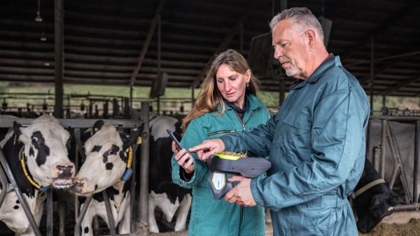 on-farm-solutions-cow