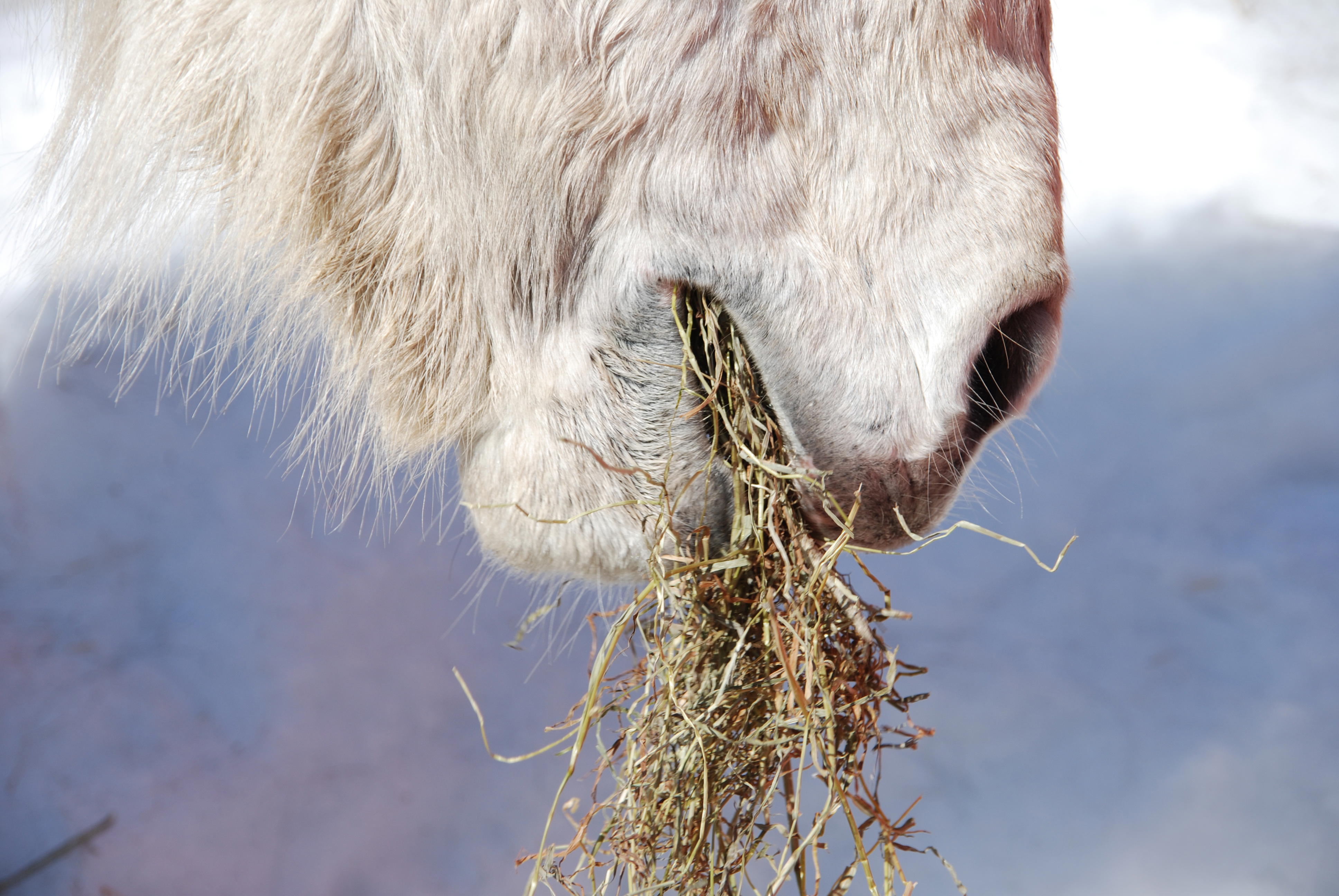 Hvit hest spiser grovfôr mule