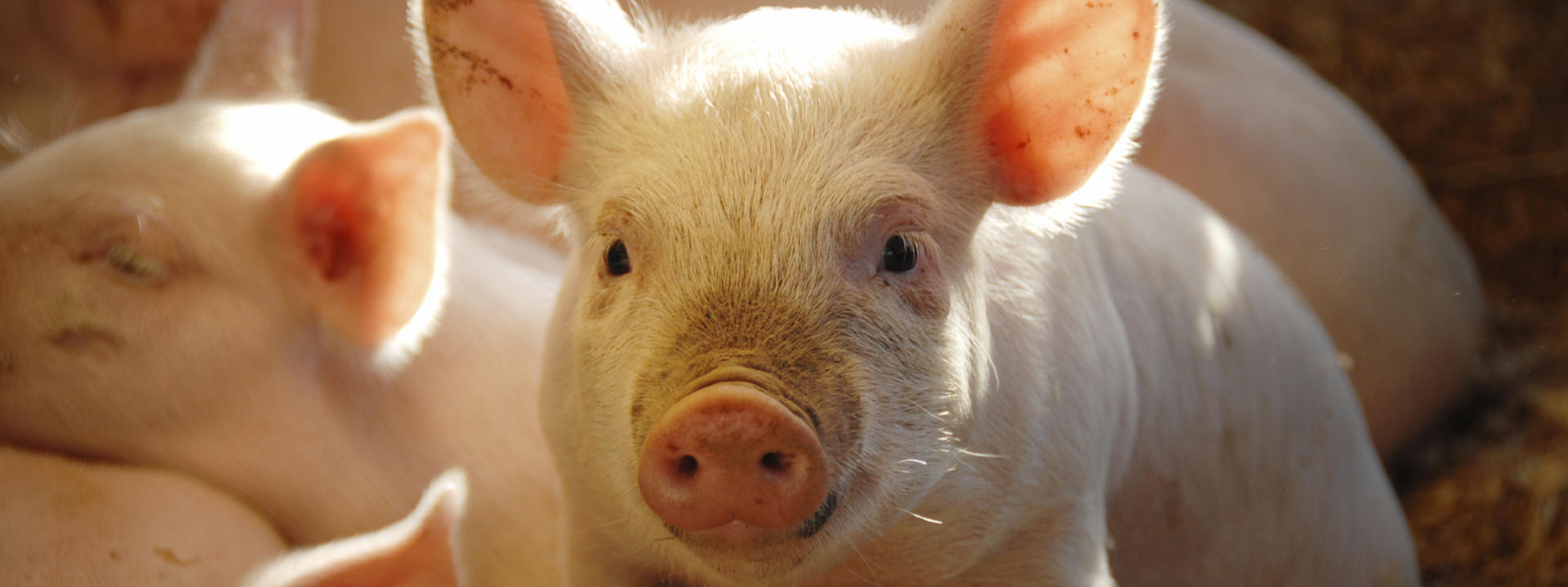 this-little-piggie_1920x720px