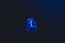 sea-walnut