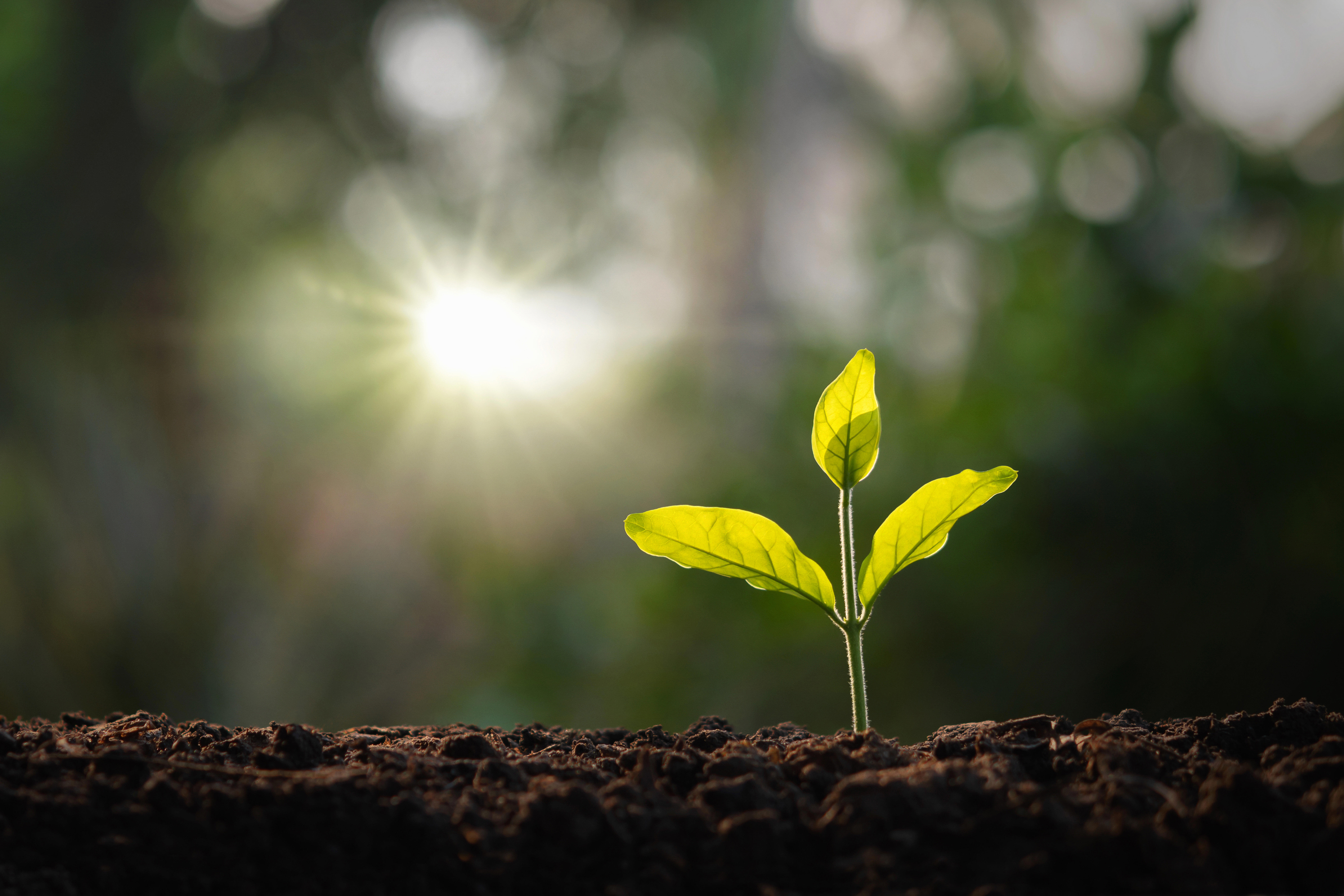 small-tree-growing-in-garden-with-morning-light_8352-x-5568-px