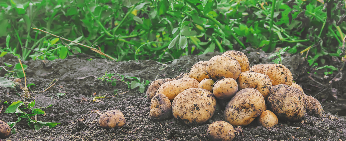 potatoes_banner