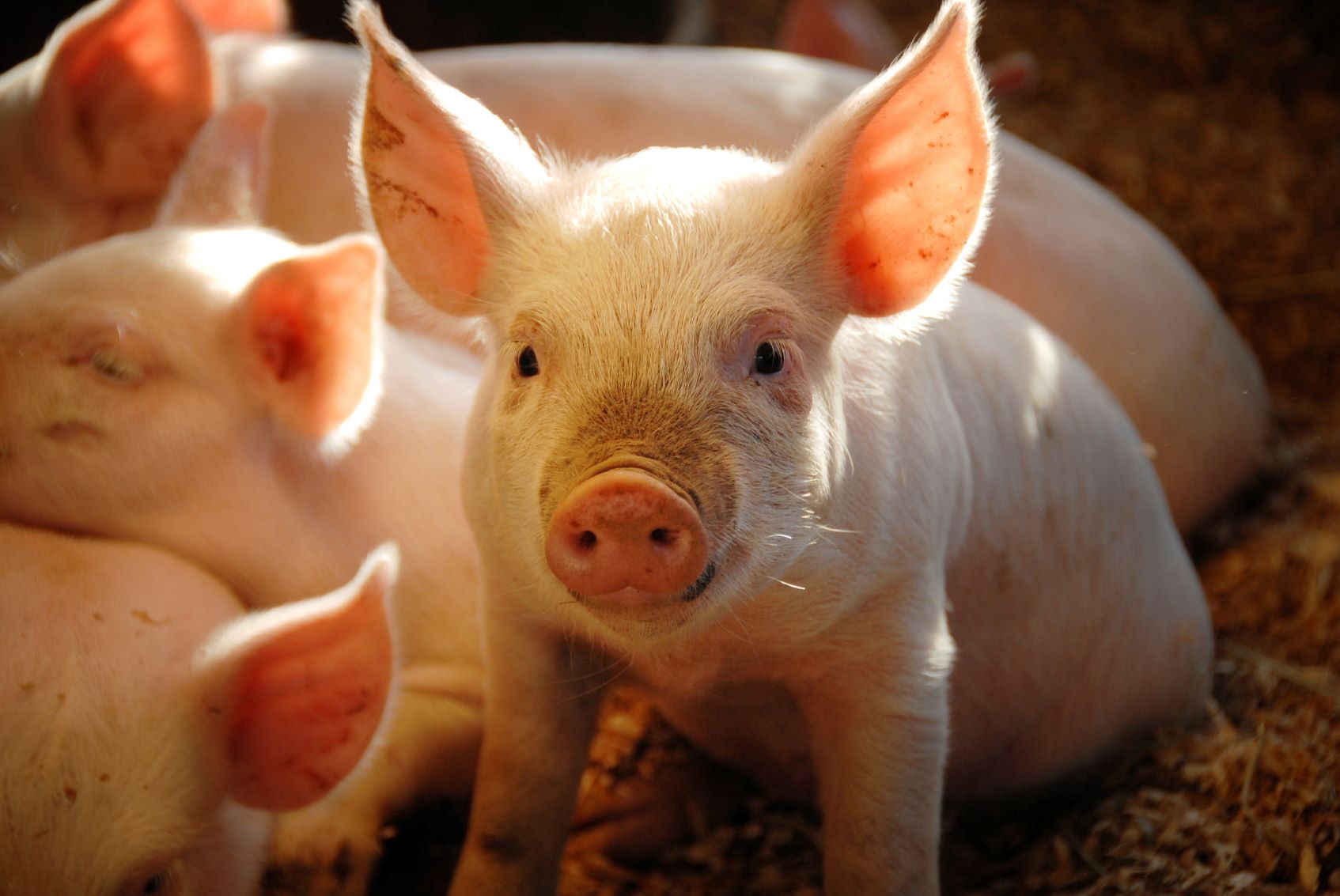 this-little-piggie