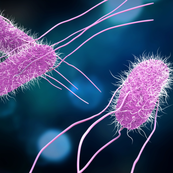 salmonella