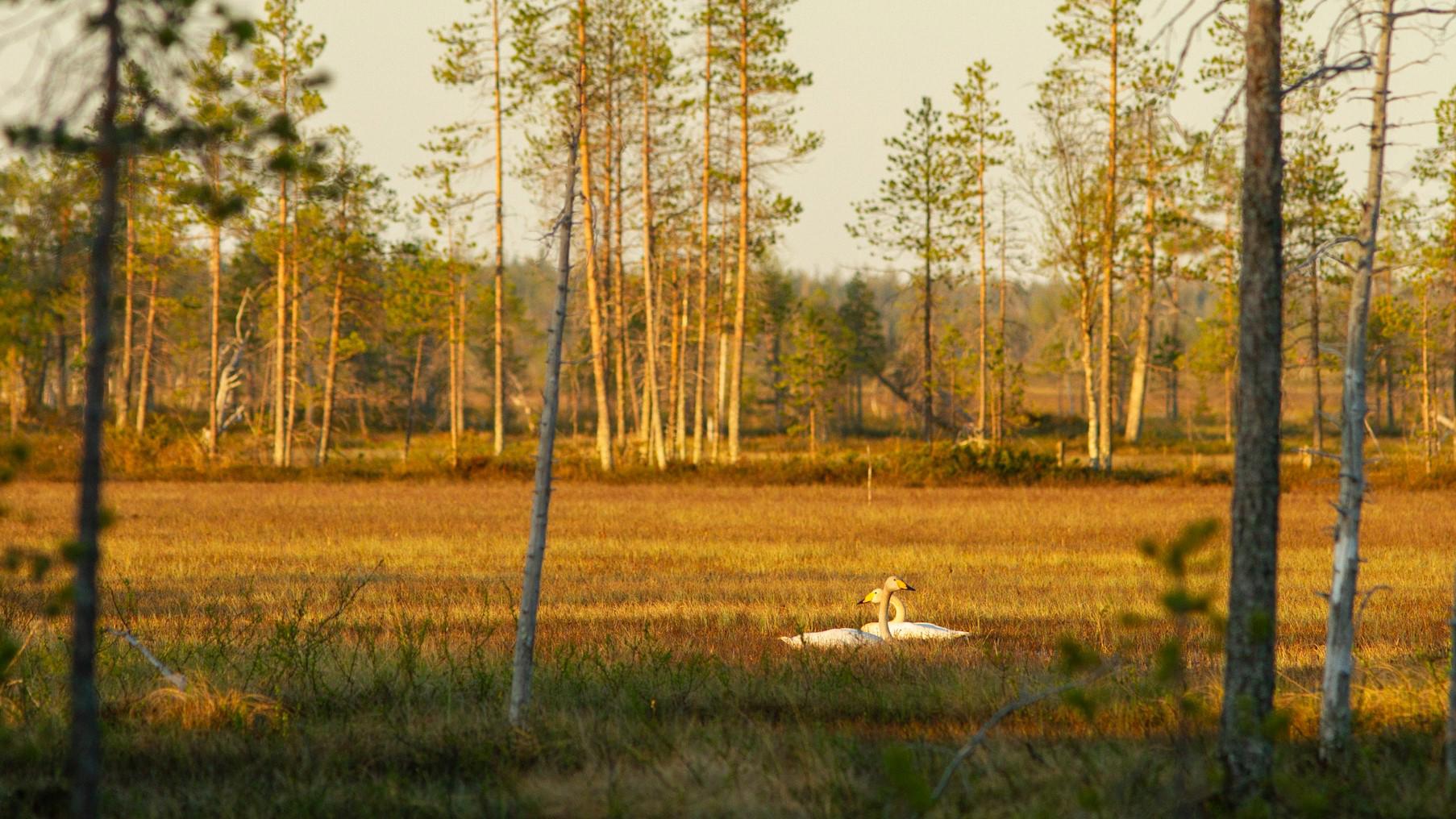 joutsenpari-viiankiaavalla