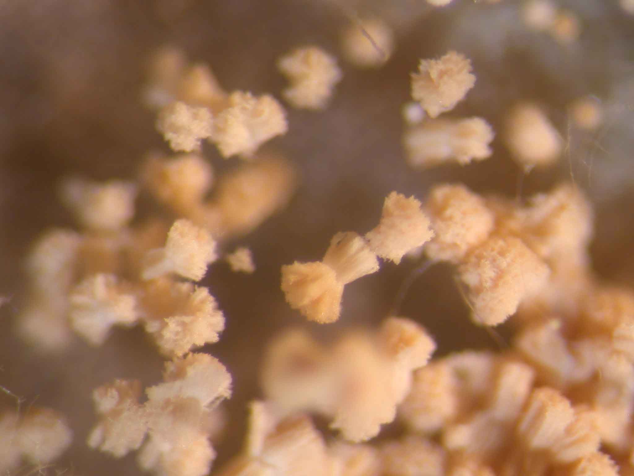aspergillus_ochraceus