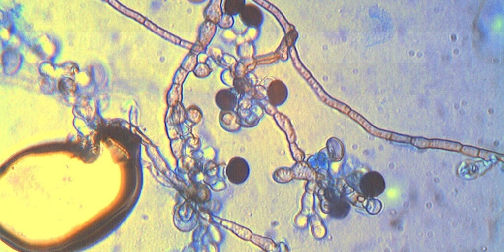 pictures-drought-article-1