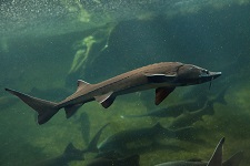 siberian-sturgeon